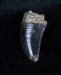 Inch Nanotyrannus Tooth #3141-2